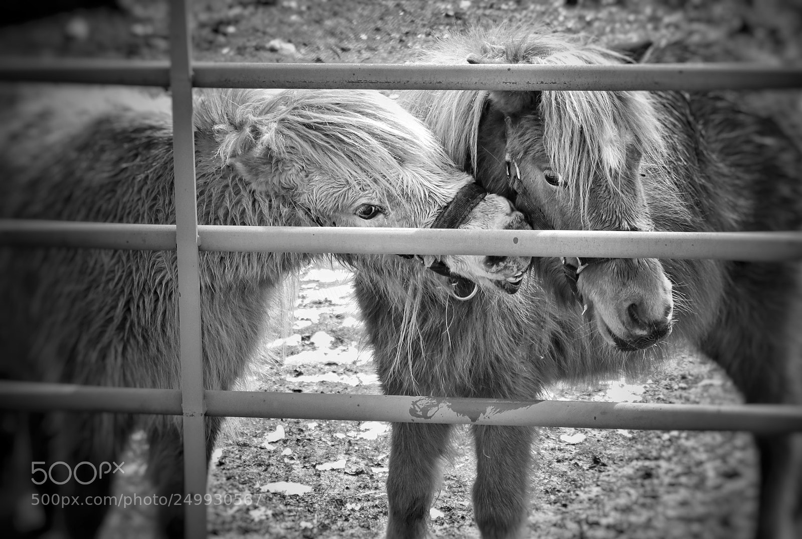 Canon EOS 80D sample photo. Ponys photography