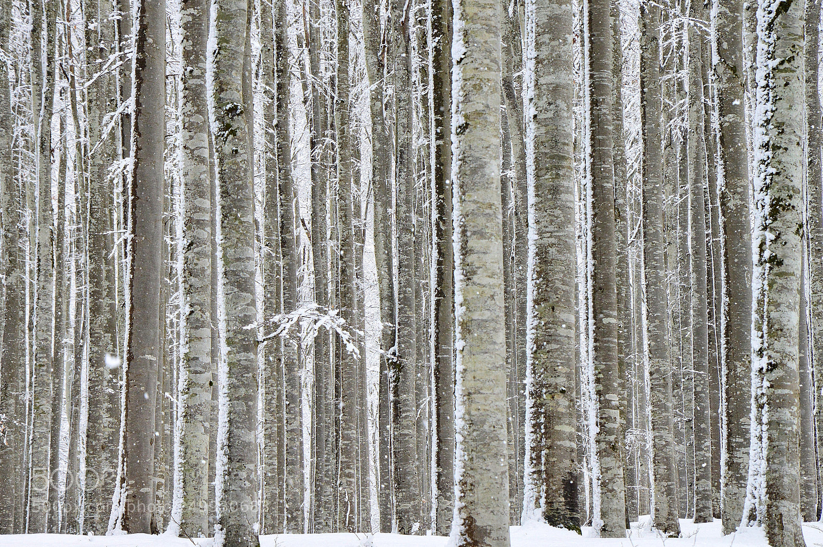 Nikon D3200 sample photo. Il bosco dei faggi photography
