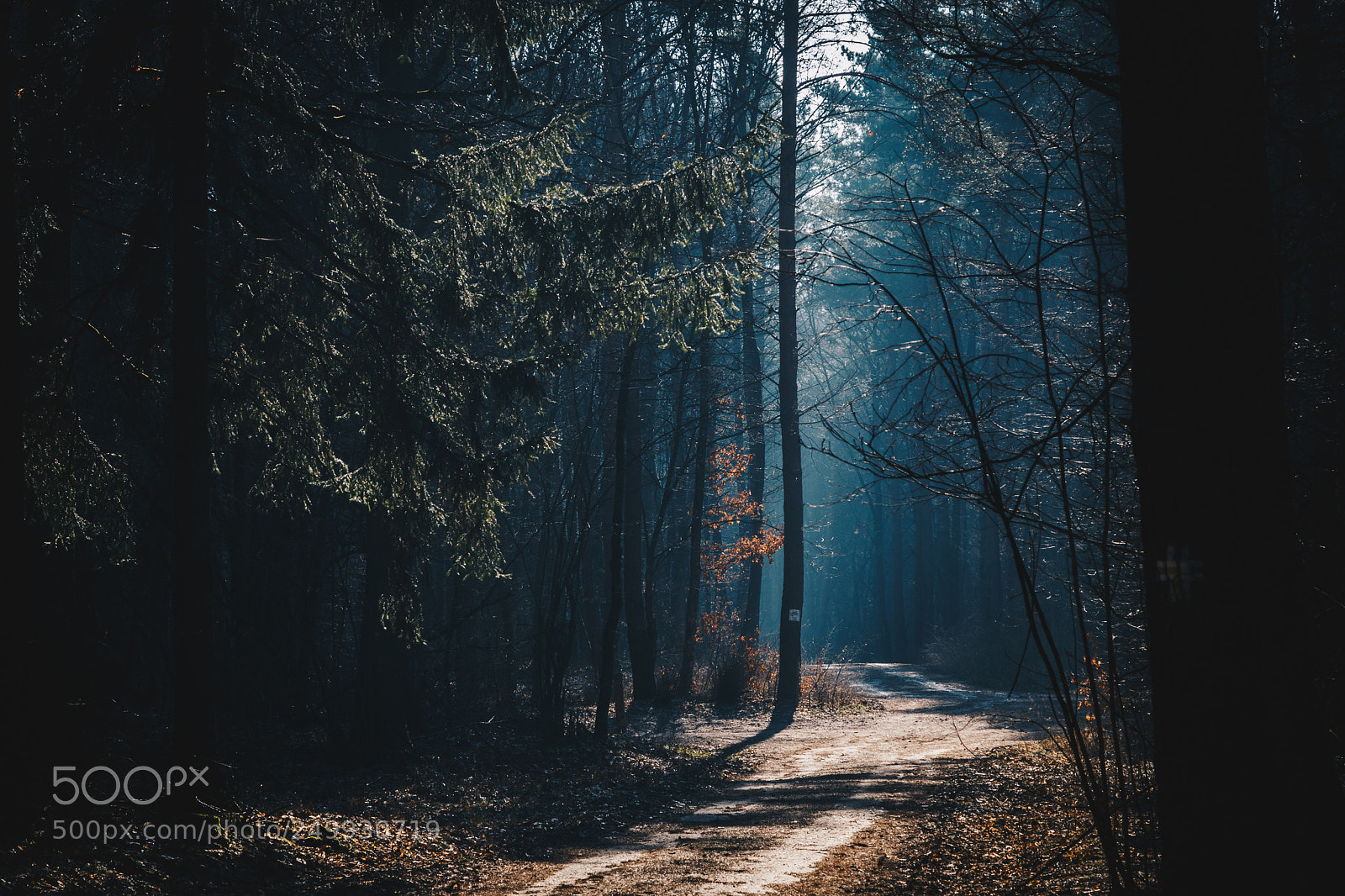 Canon EOS 80D sample photo. Walk in the forest photography