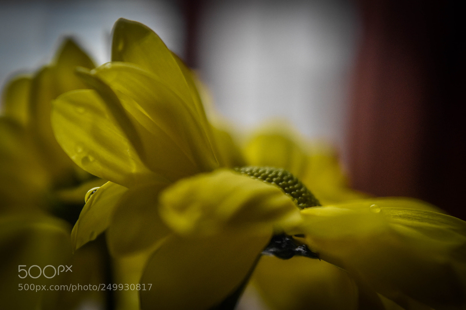 Nikon D5500 sample photo. Yellow daisy photography