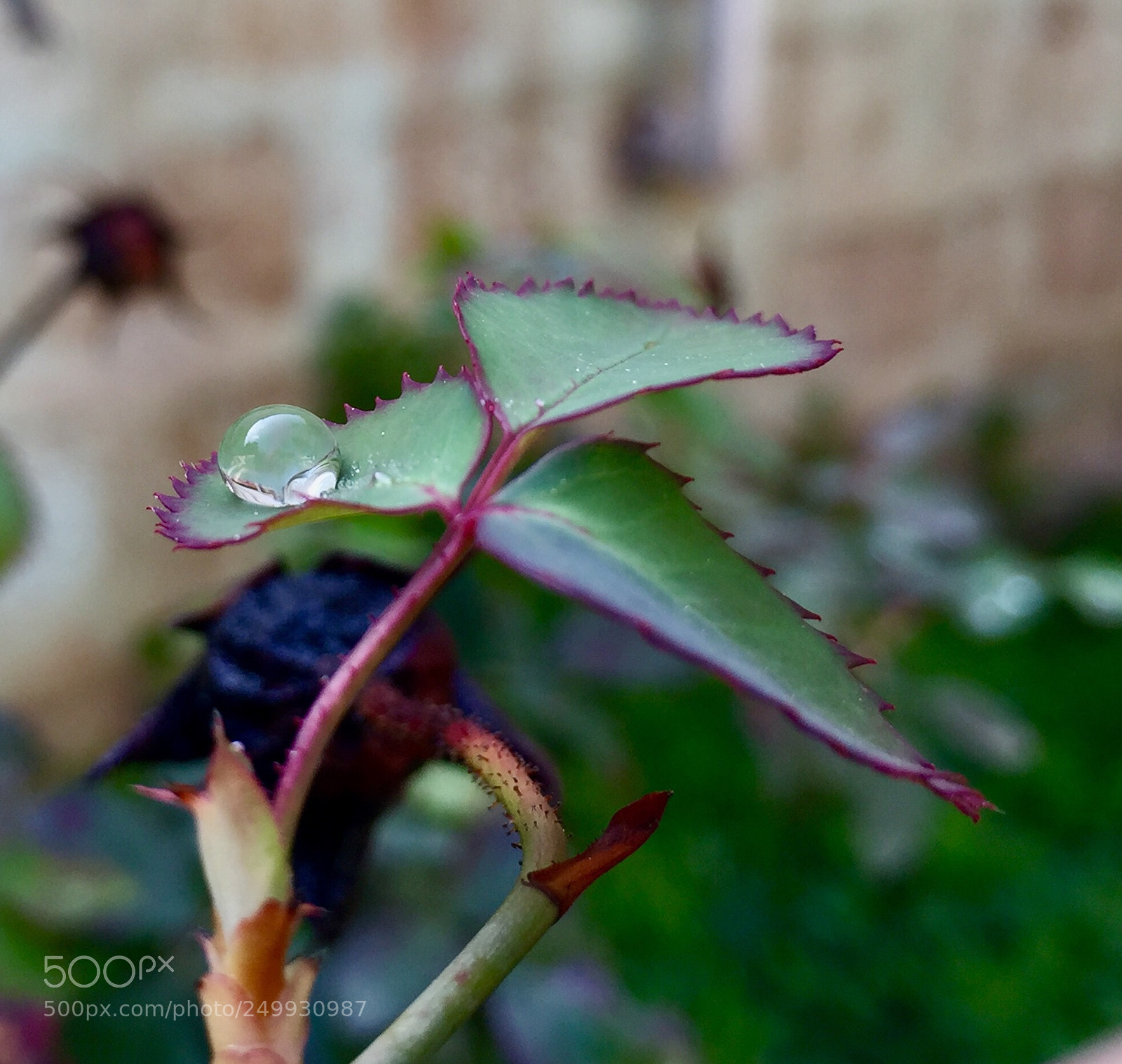 Apple iPhone 6 sample photo. Untitled photography