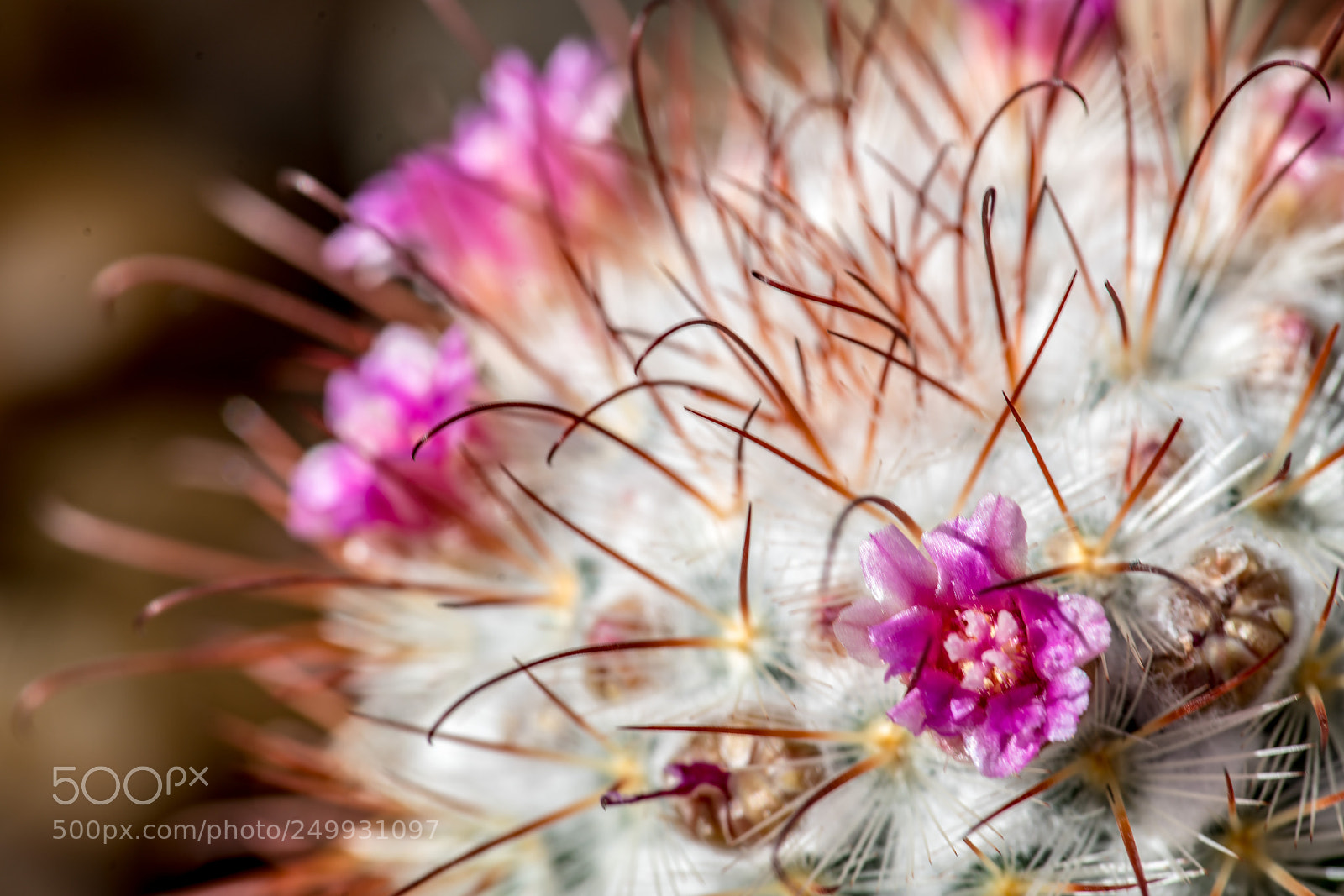 Sony a7R II sample photo. Pink cactus bloom photography