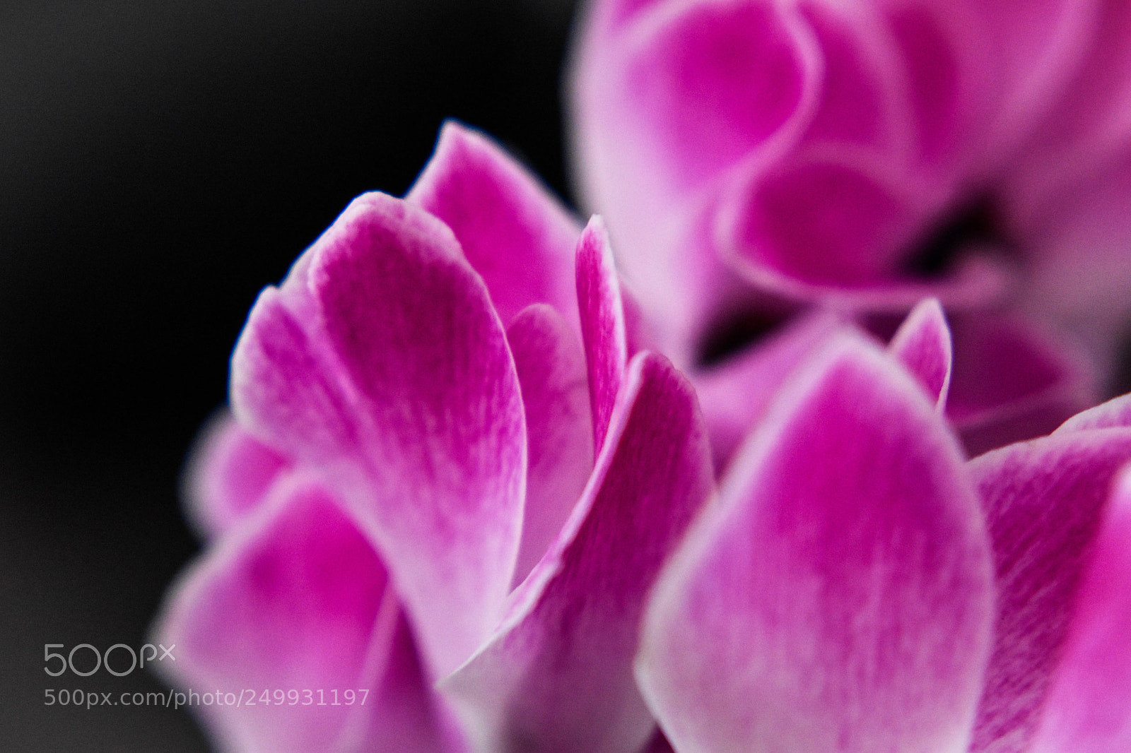Nikon D5500 sample photo. Pink photography