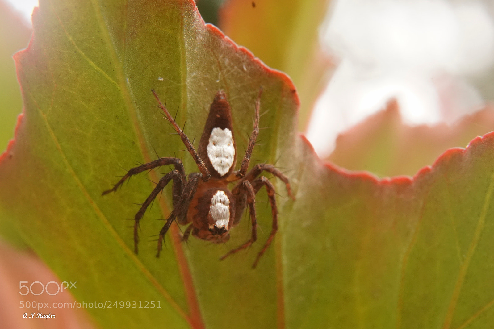 Sony a9 sample photo. Small spider on leaf photography