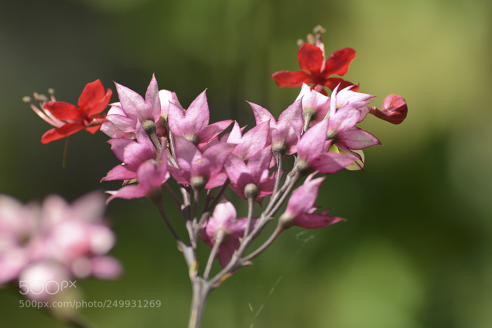 Nikon D7100 sample photo. Flores no bokeh. photography
