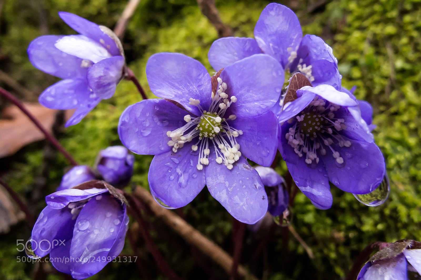 Canon PowerShot G12 sample photo. Fiori nel bosco photography
