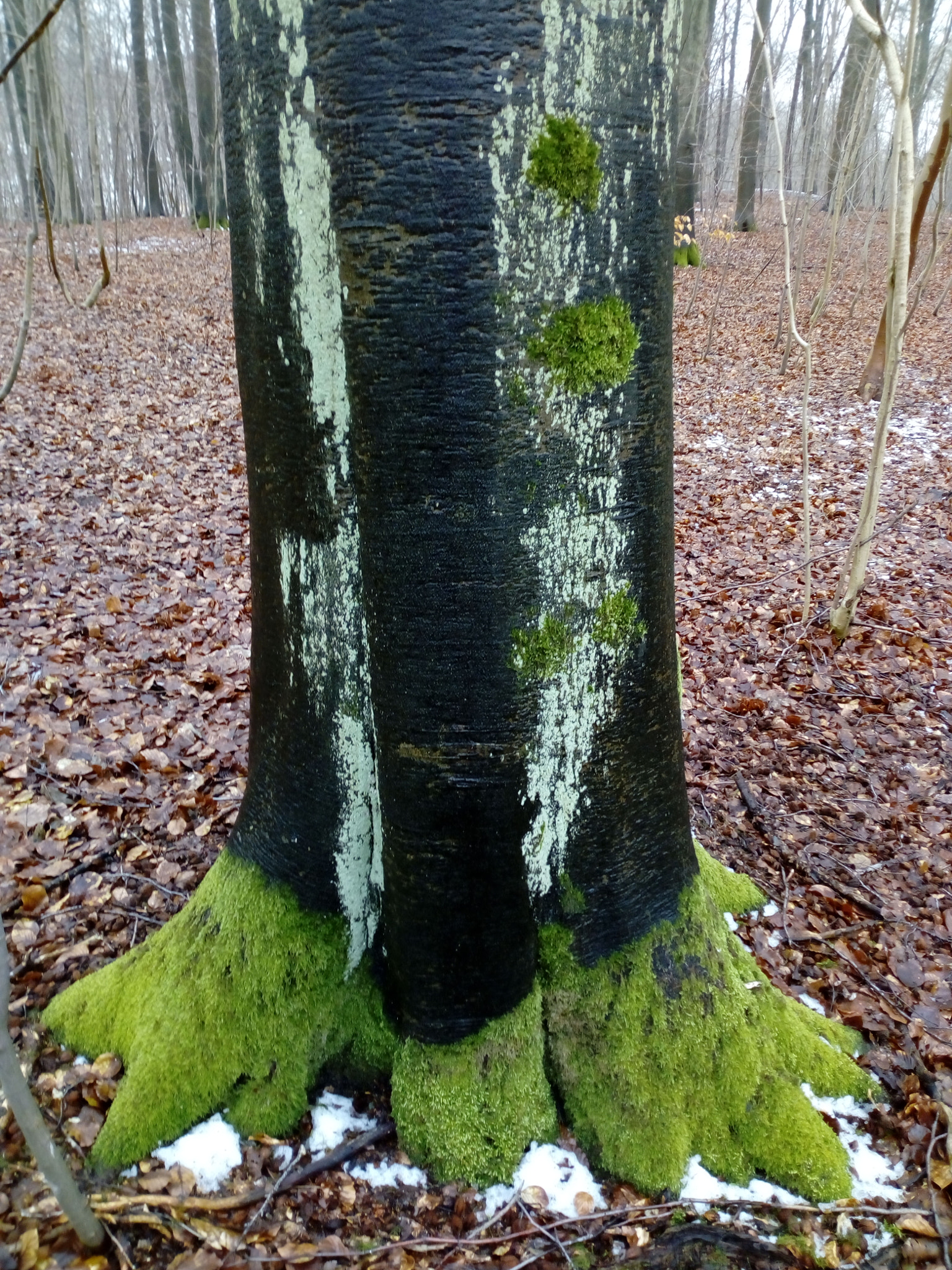 HUAWEI Y6 2017 sample photo. You are never alone ... in the wood photography