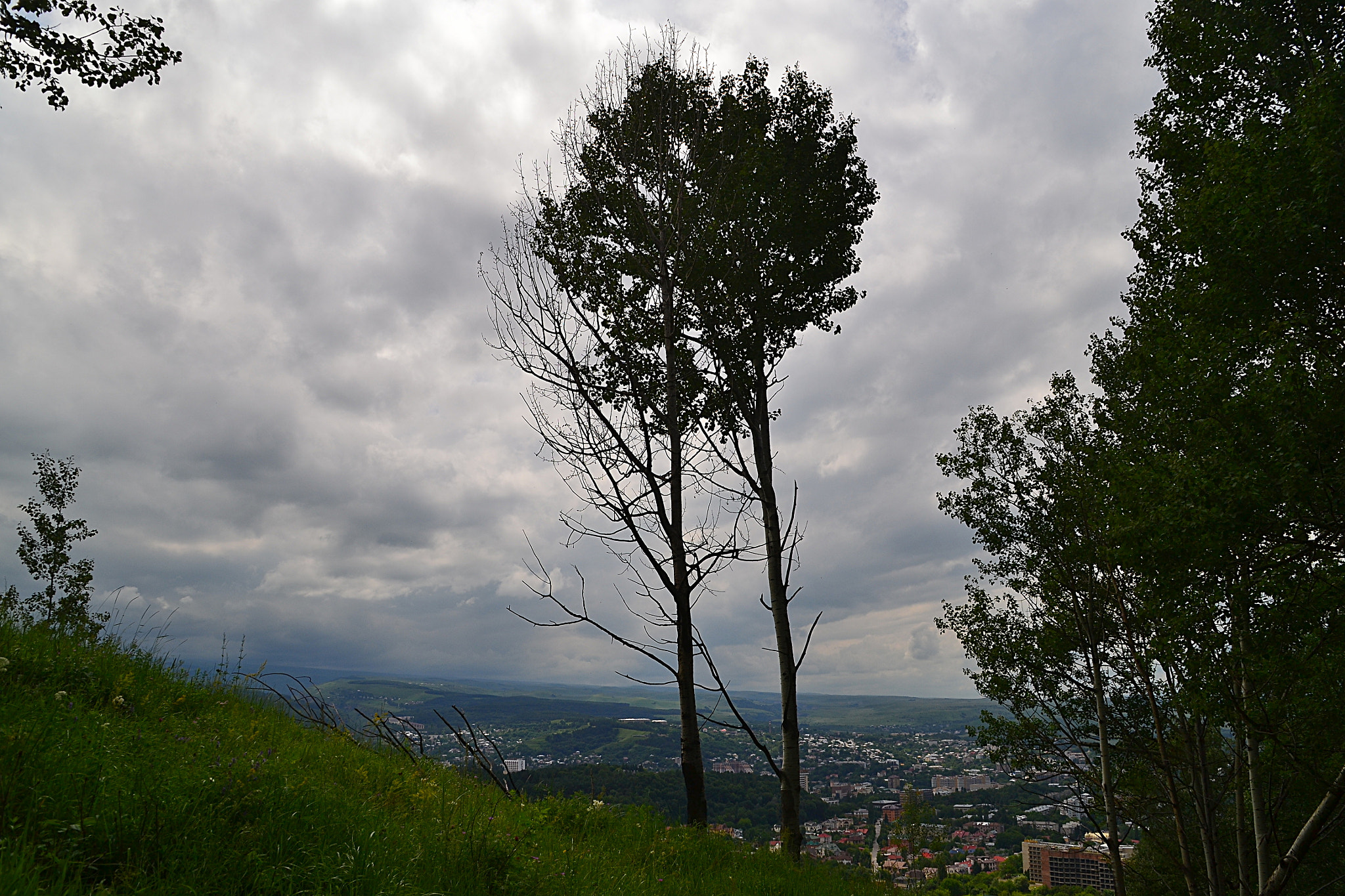 Nikon D3100 sample photo. Edge of the aspen montane forest photography
