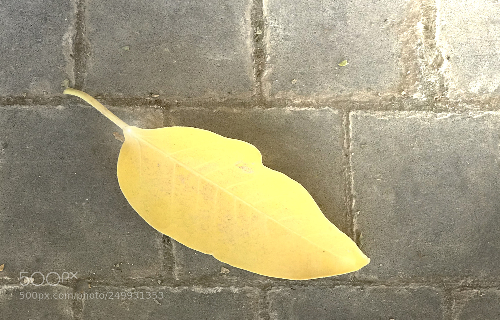 Apple iPhone 7 Plus sample photo. Img photography