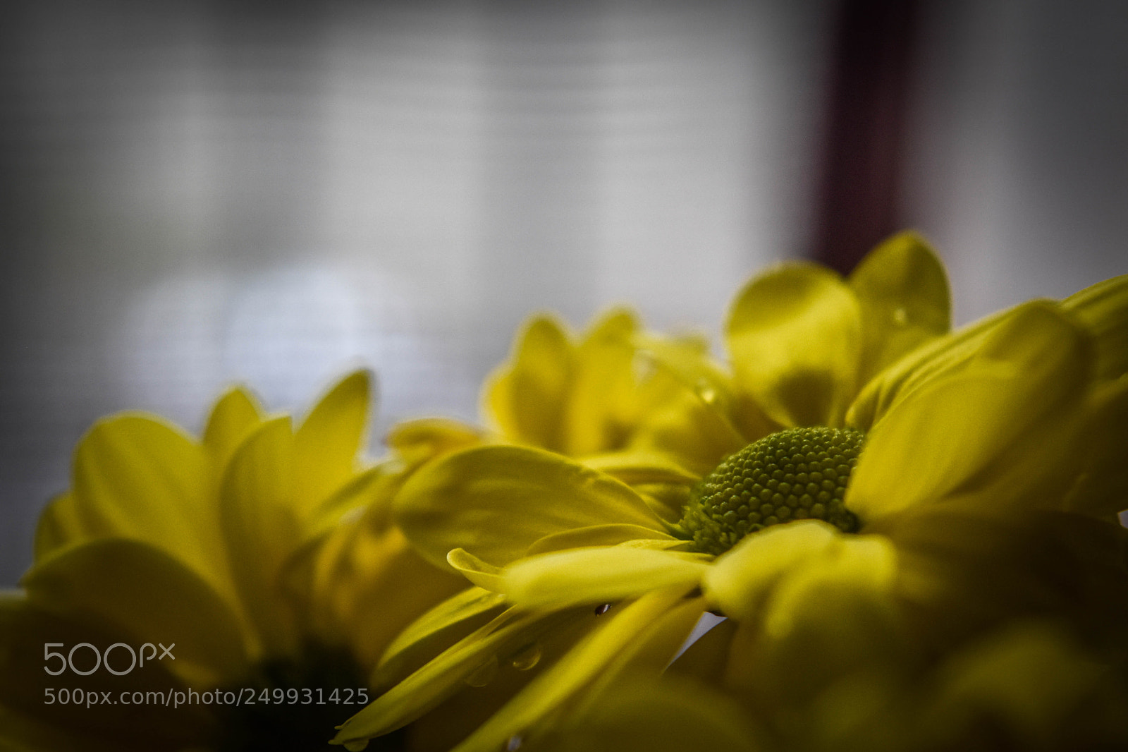 Nikon D5500 sample photo. Daisy photography