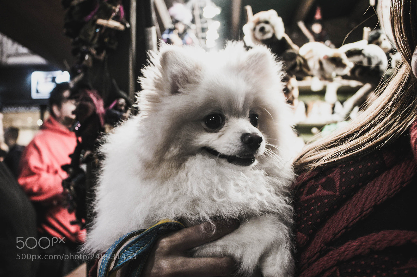 Canon EOS 70D sample photo. Floofer photography