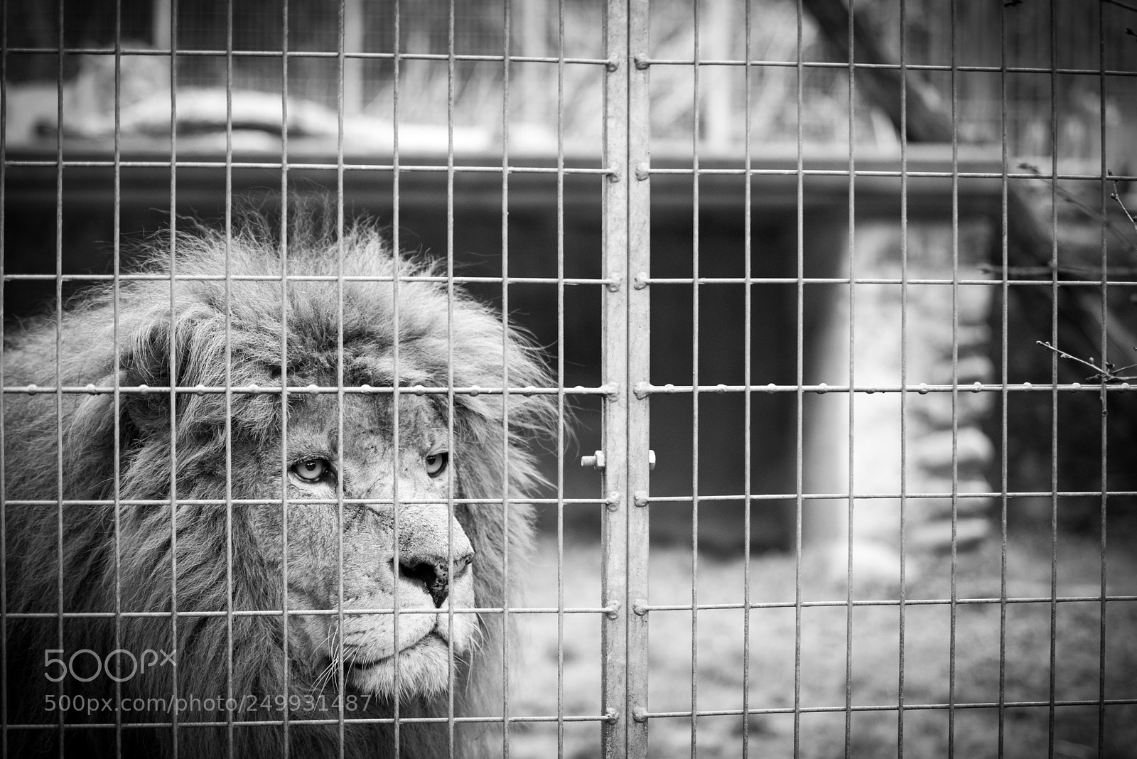 Nikon D810 sample photo. At the zoo photography