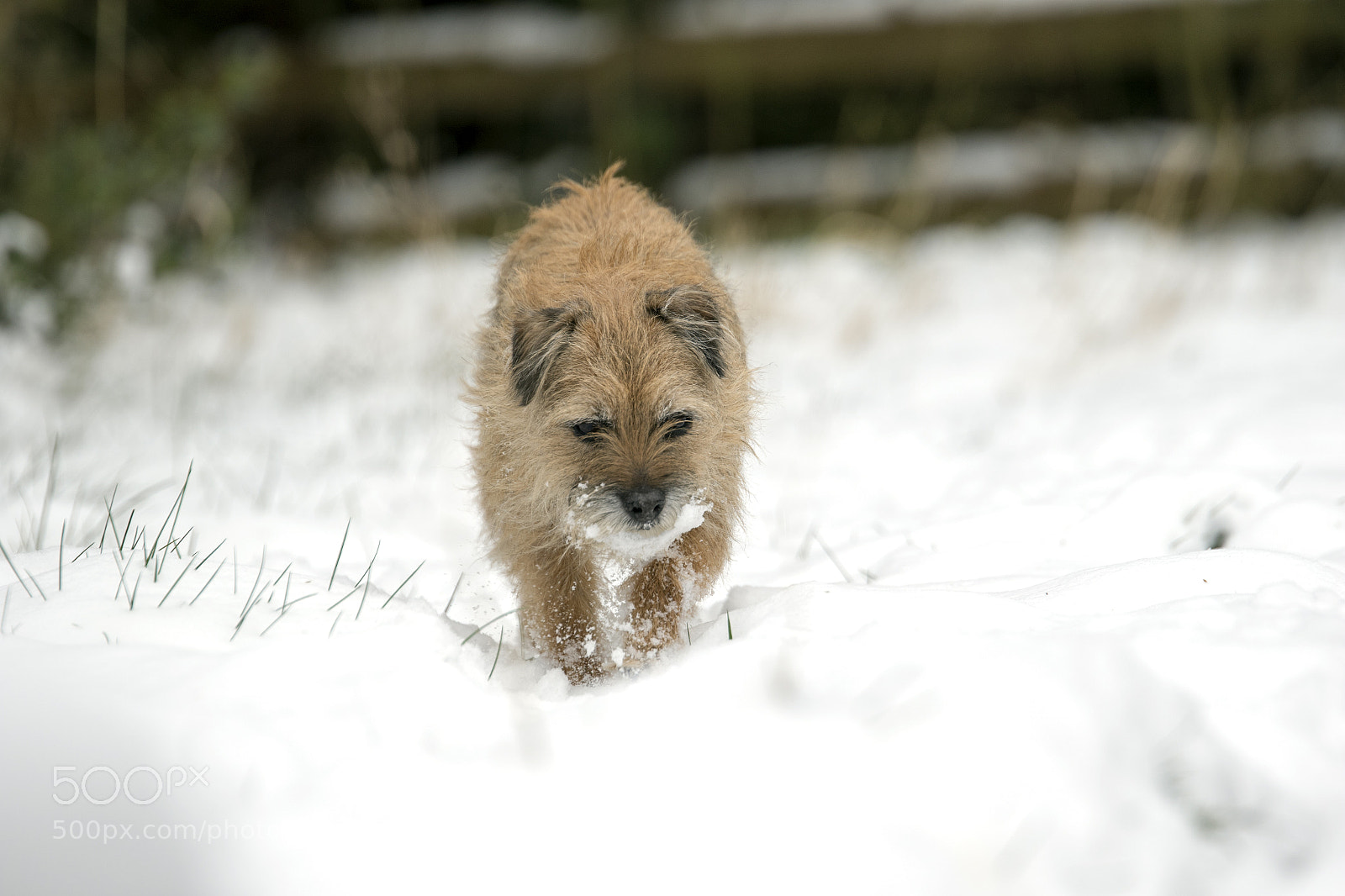 Canon EOS 7D Mark II sample photo. Barney in the snow photography