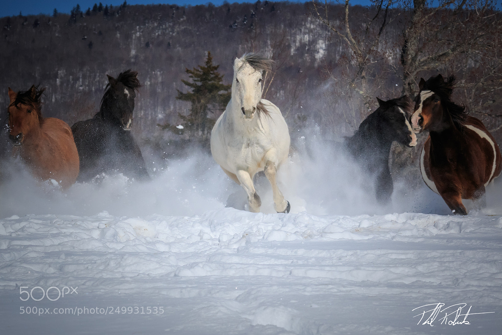 Canon EOS 70D sample photo. Mustangs running through deep photography