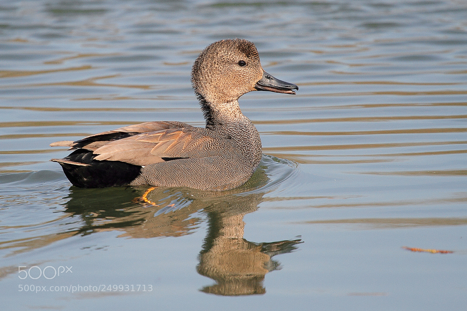 Canon EOS 7D sample photo. Gadwall, anas strepera, krakeend photography