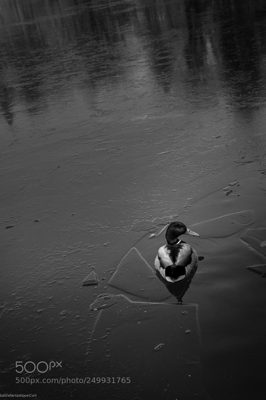 Sony a6000 sample photo. Allein im volkspark photography
