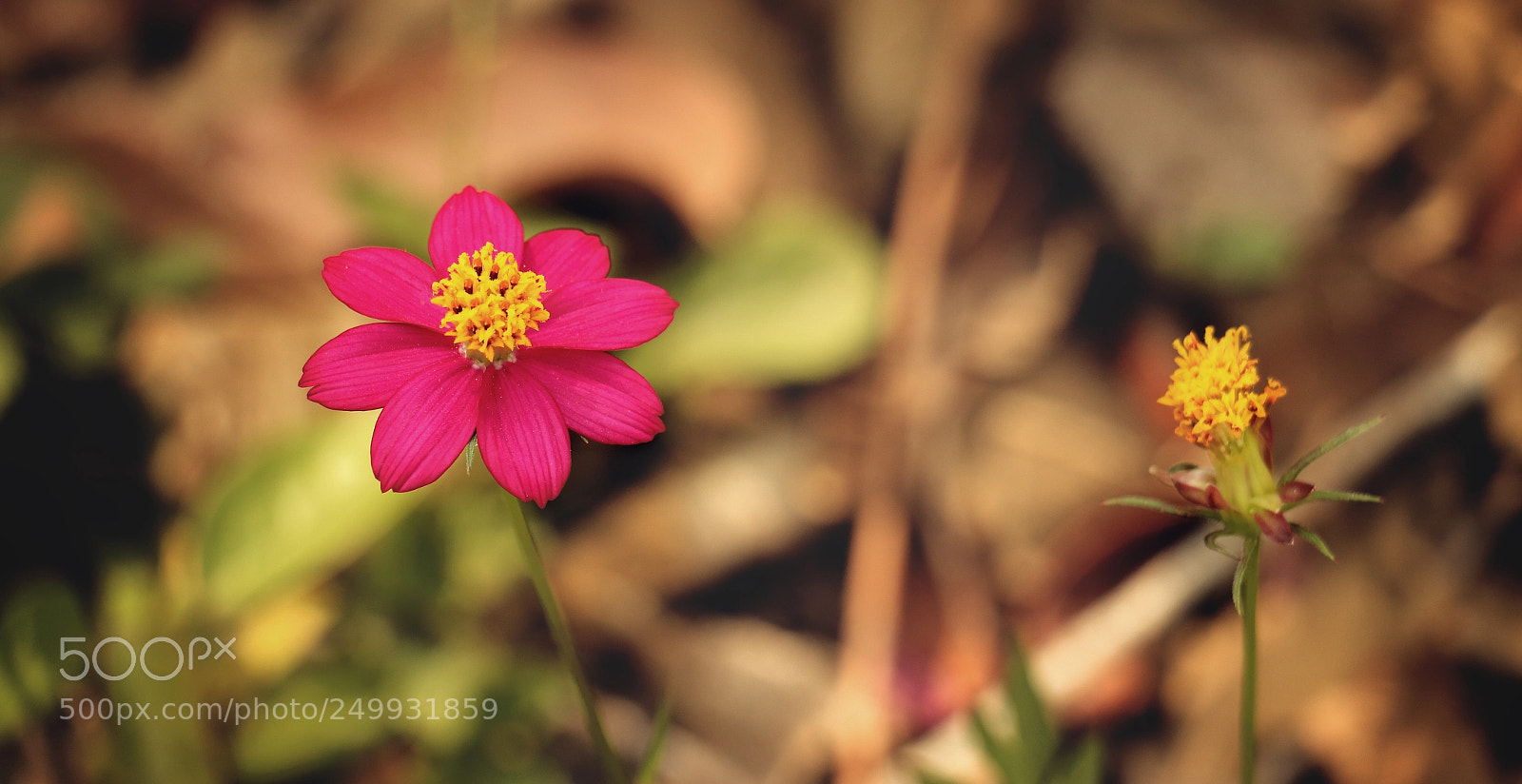 Canon EOS 70D sample photo. Flor cenote kikil photography