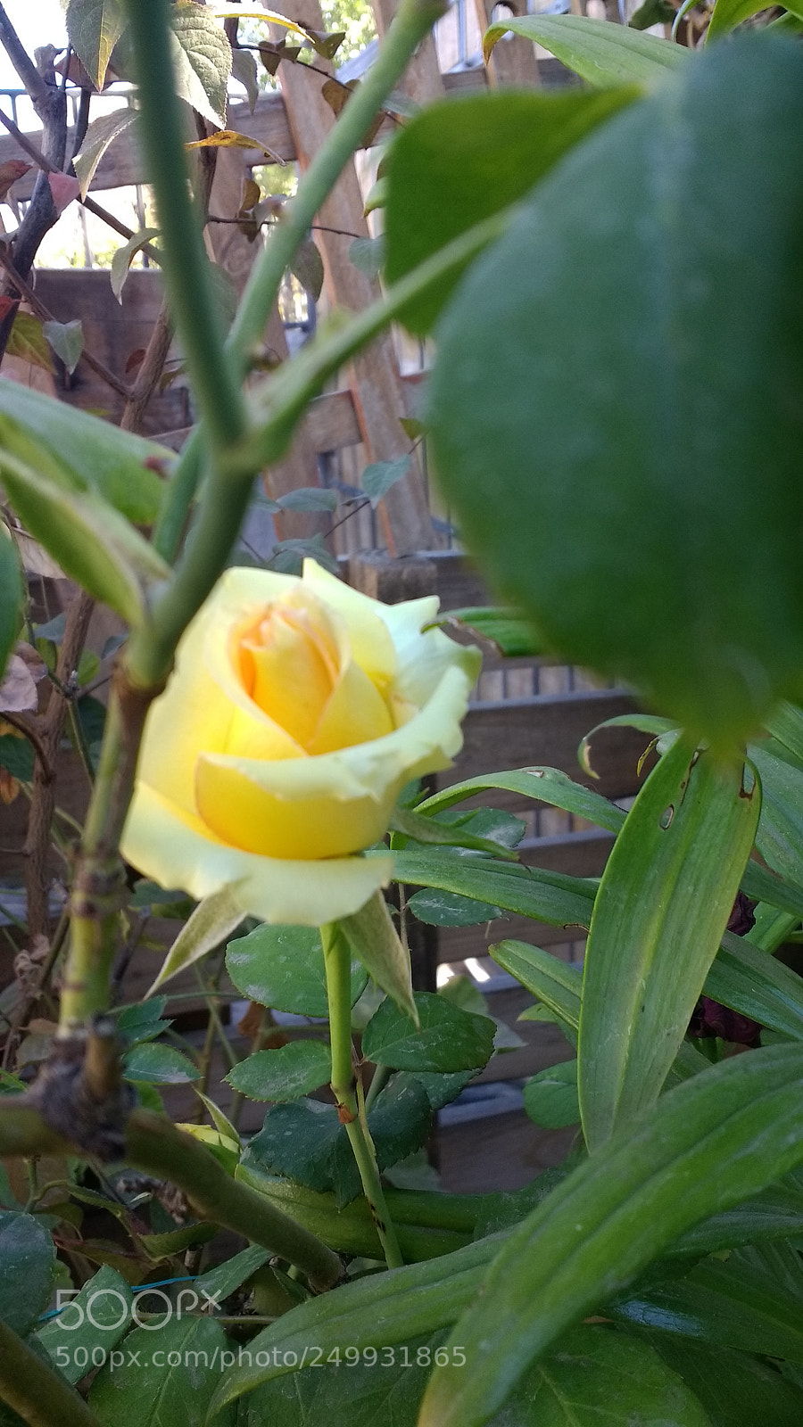 Motorola Moto G (4) sample photo. Untitled photography