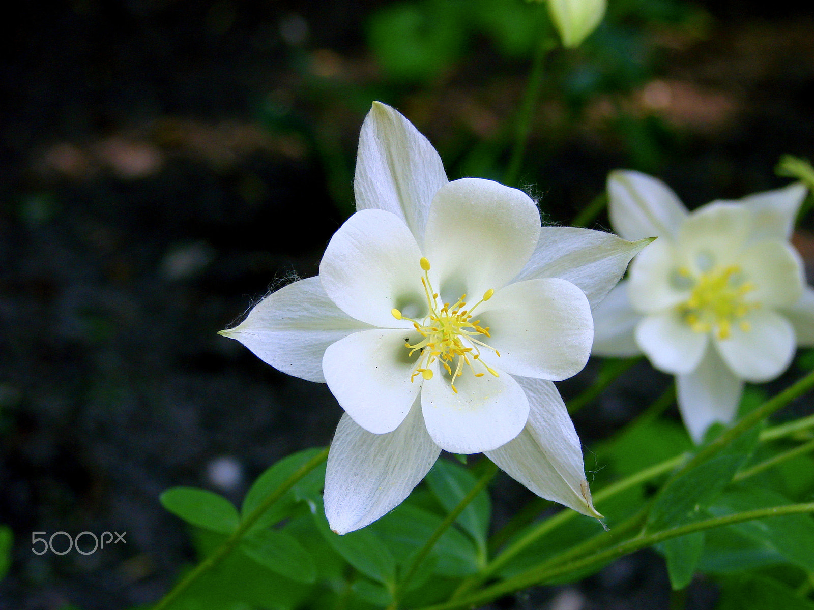 Sony DSC-H5 sample photo. White beauty photography