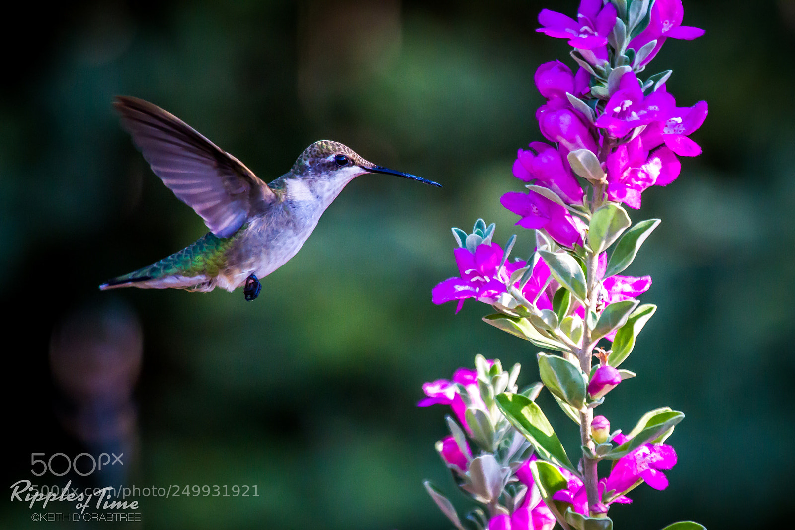 Canon EOS 7D sample photo. Ruby-throated hummingbird with purple photography