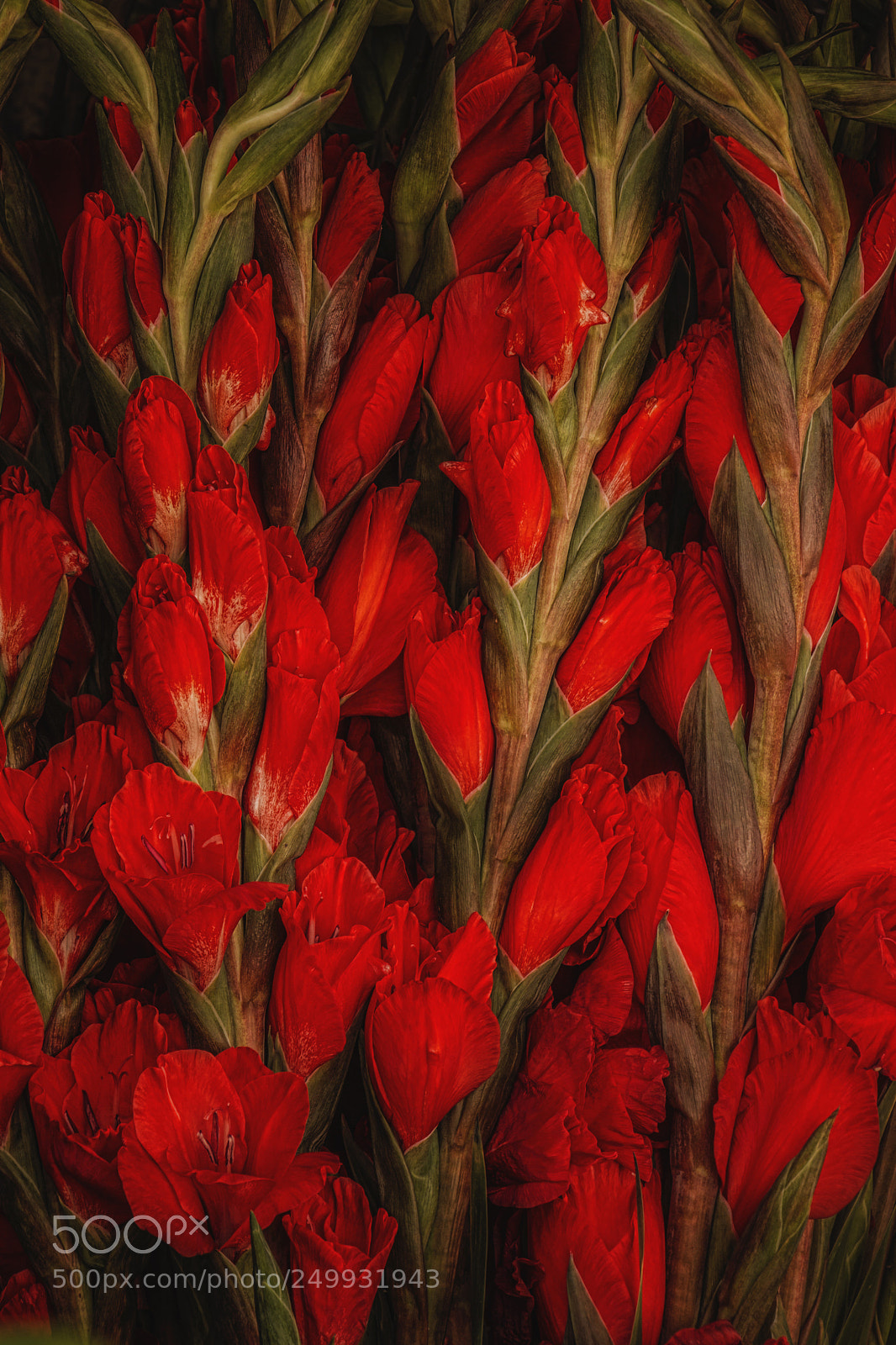 Canon EOS 70D sample photo. Flor gladiola photography