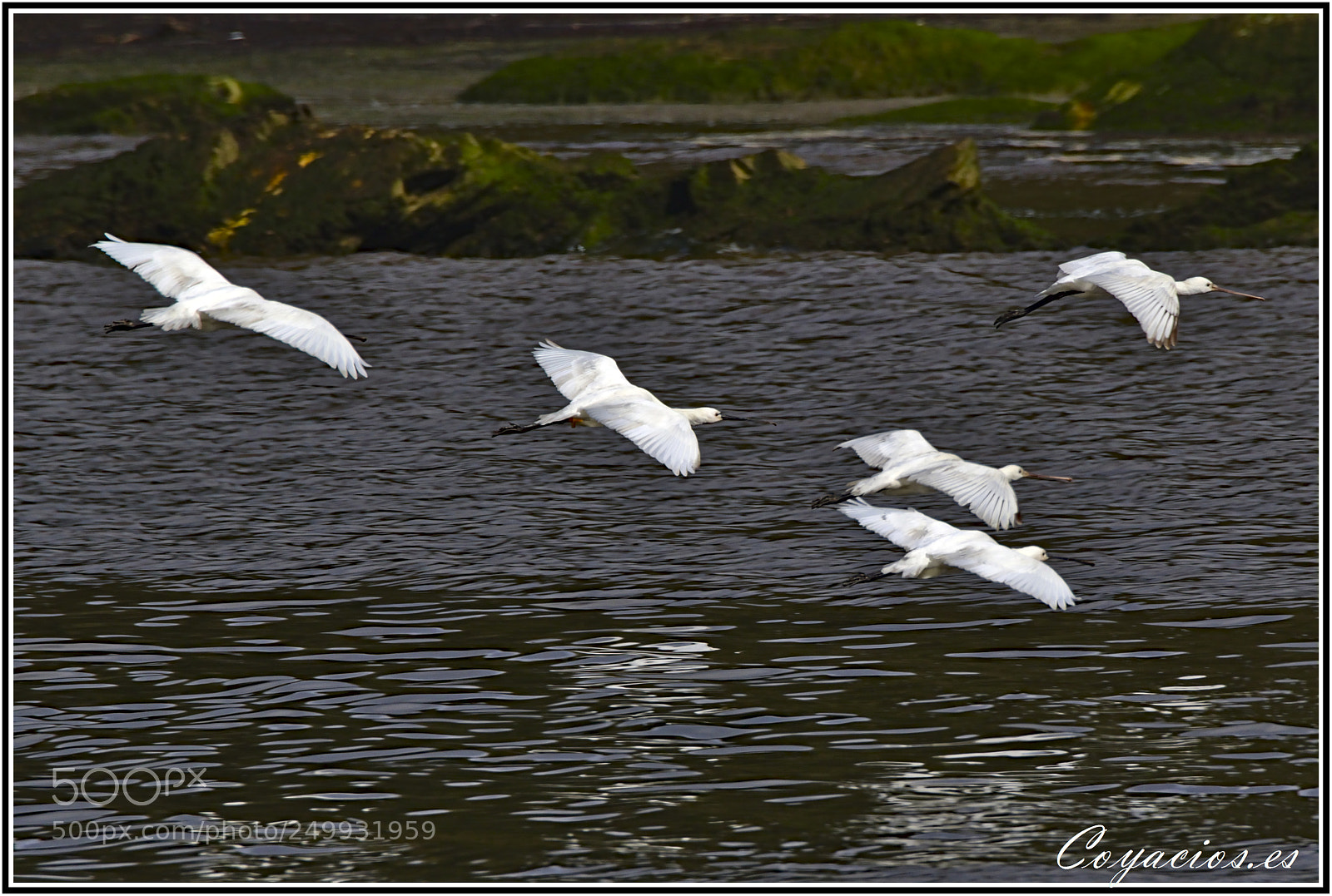 Canon EOS 7D Mark II sample photo. Esp tula com n photography