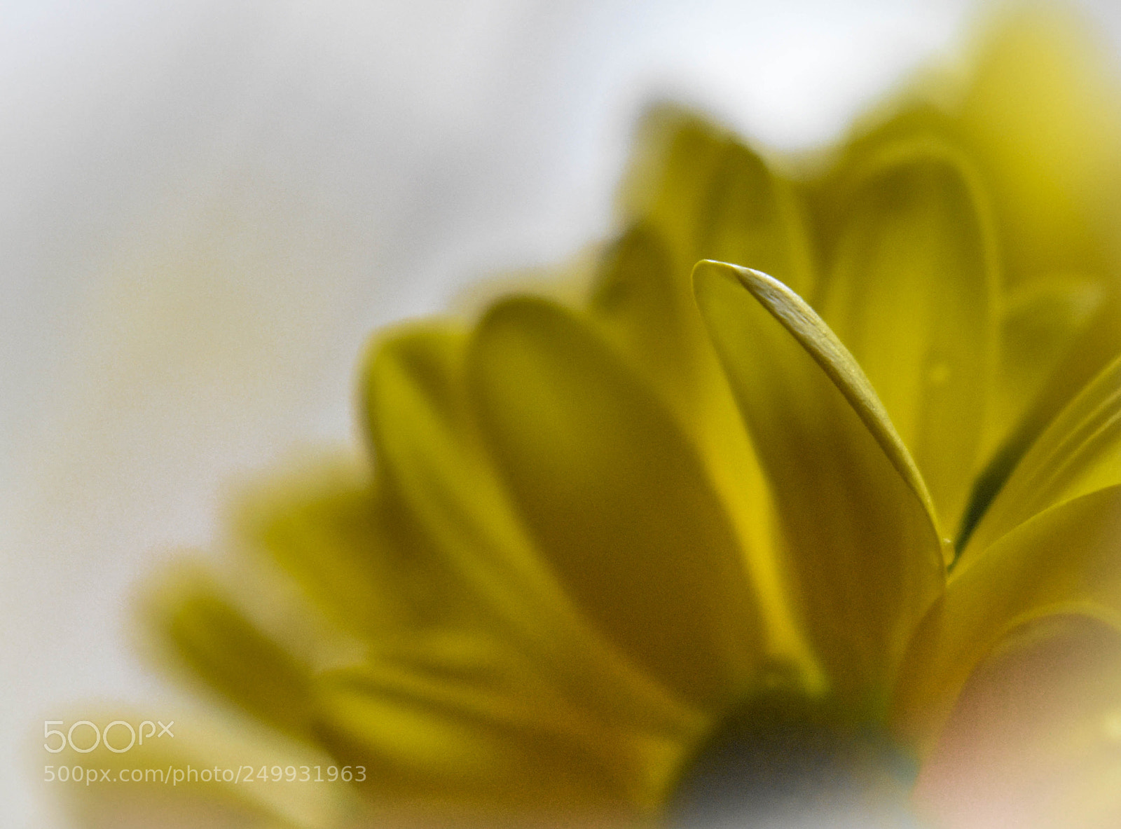 Nikon D5500 sample photo. Yellow photography