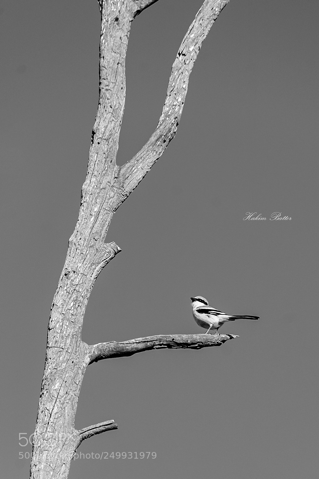 Nikon D70 sample photo. Copy photography
