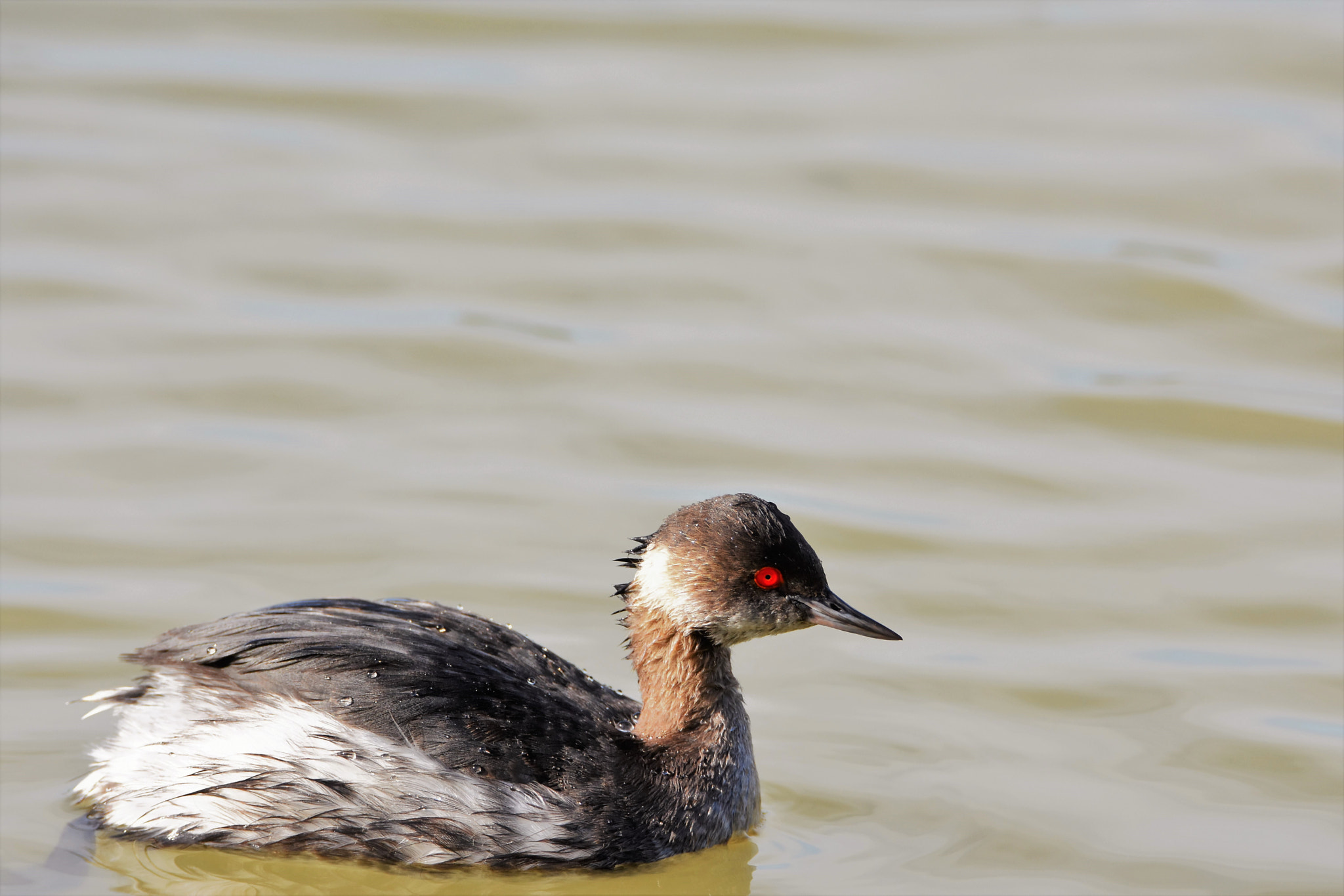 Nikon D7200 sample photo. Black-necked grebe photography