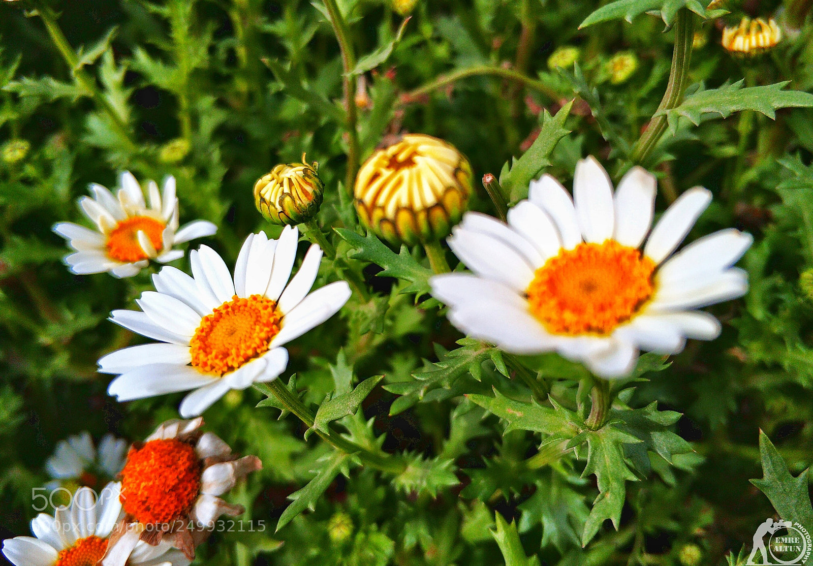 Xiaomi Mi Note 3 sample photo. Untitled photography