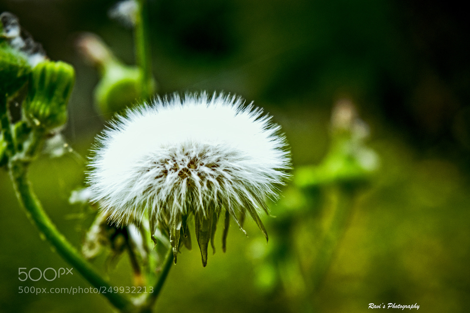 Nikon D5300 sample photo. White between green photography