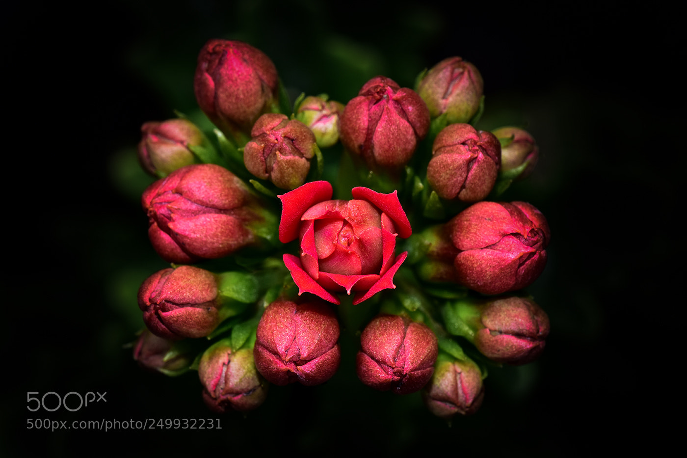 Nikon D7200 sample photo. 20.03.2018 - 7 photography