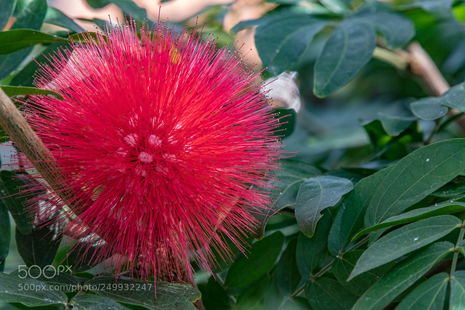 Canon EOS 5D Mark IV sample photo. Red prickly and cute photography