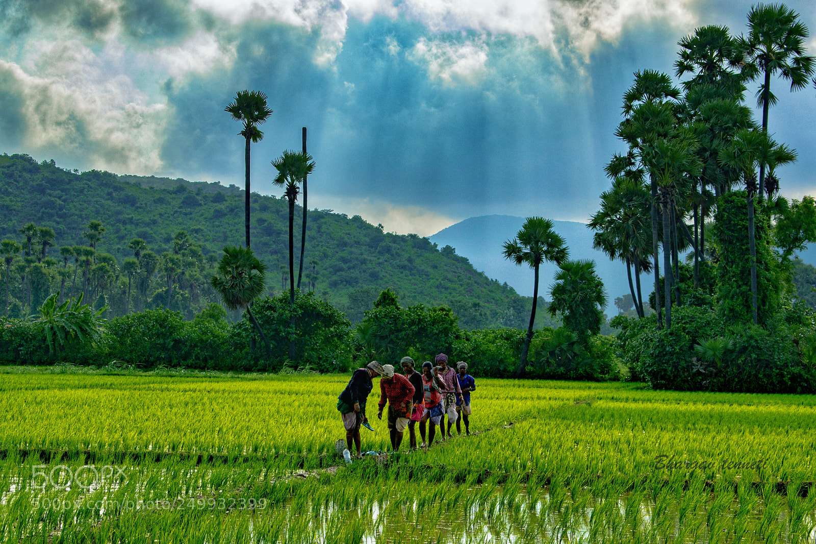 Nikon D5300 sample photo. Fields!! photography
