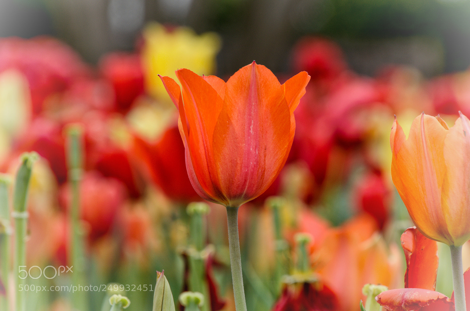 Nikon D5100 sample photo. Beauty to behold photography