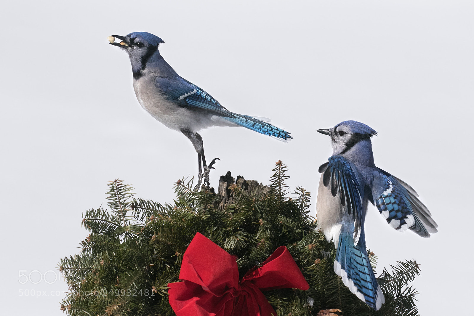 Canon EOS 7D Mark II sample photo. Bluejayspeanutsandwings photography