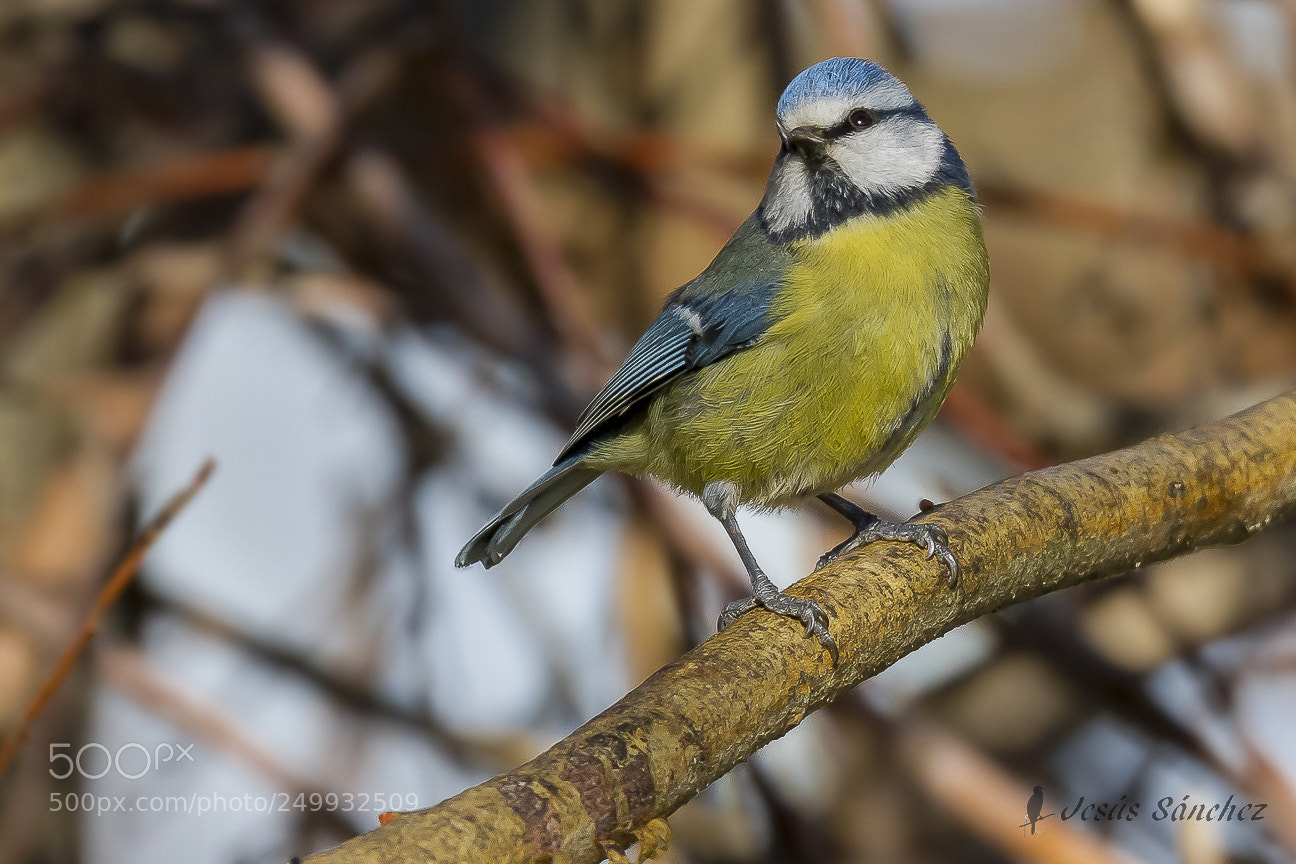 Canon EOS 7D sample photo. Herrerillo com n cyanistes photography