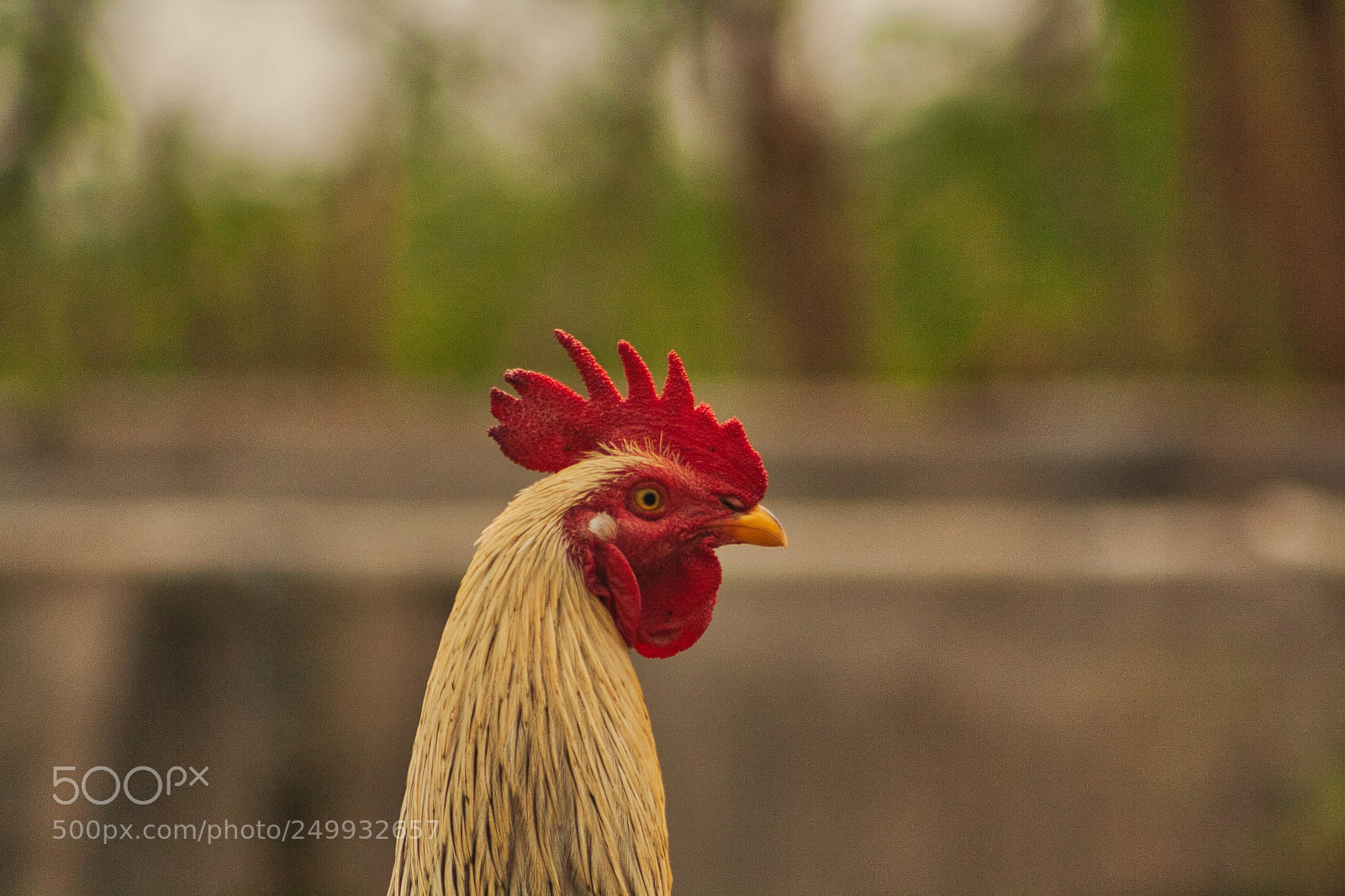 Canon EOS 1000D (EOS Digital Rebel XS / EOS Kiss F) sample photo. Rooster doing it's thing photography