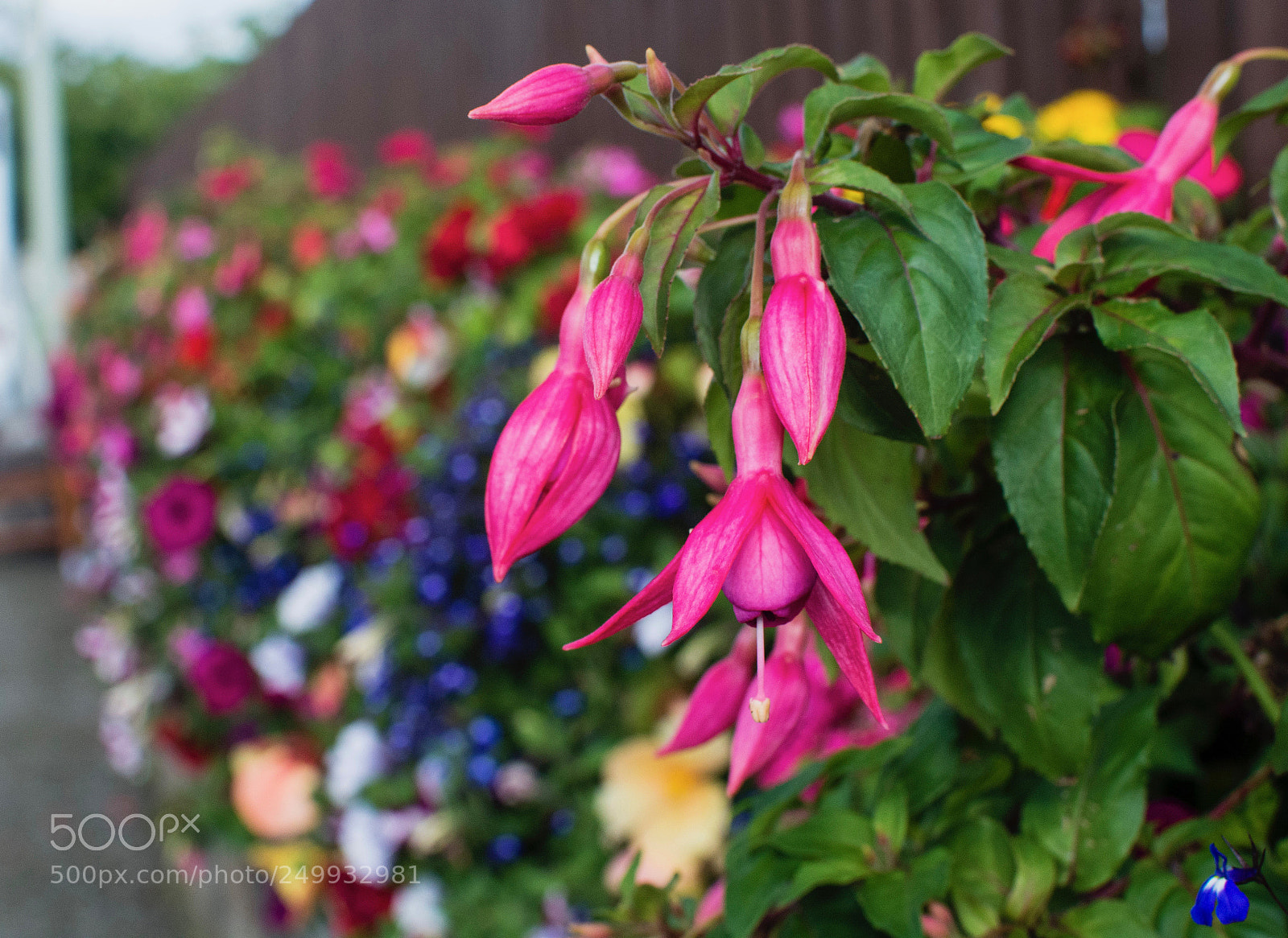 Nikon D5200 sample photo. Flowers. photography