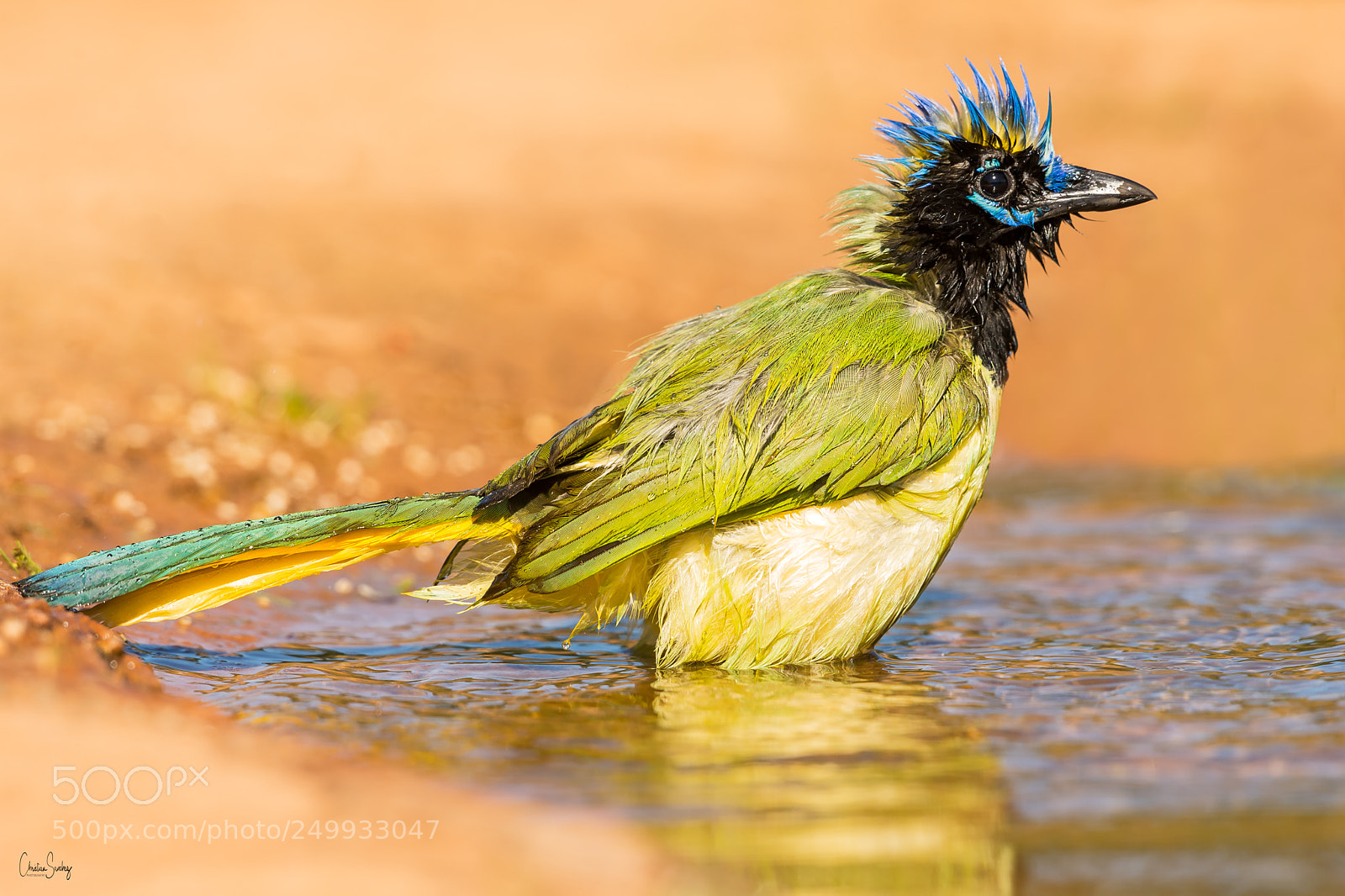 Nikon D4 sample photo. Green jay photography