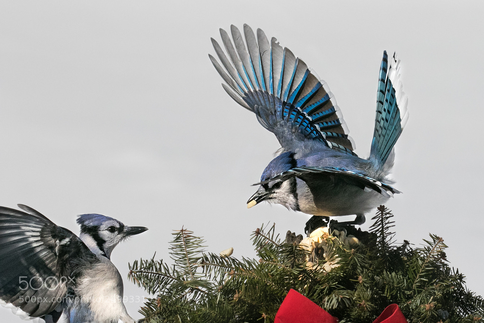 Canon EOS 7D Mark II sample photo. Bluejayspeanutsandwingsup photography