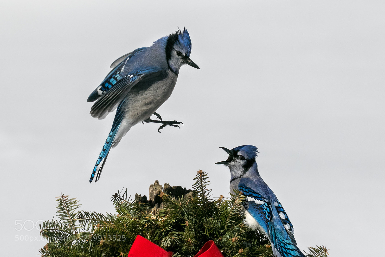 Canon EOS 7D Mark II sample photo. Bluejayspeanutsandwings allmine photography