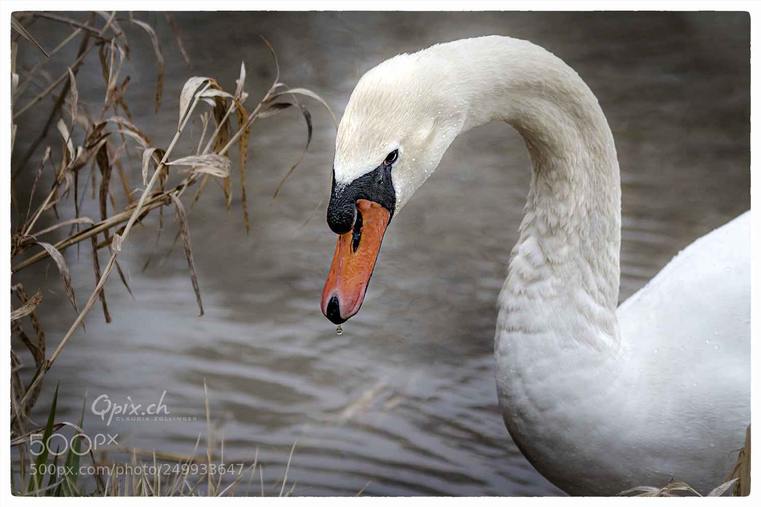 Canon EOS 80D sample photo. Schwan portrait photography