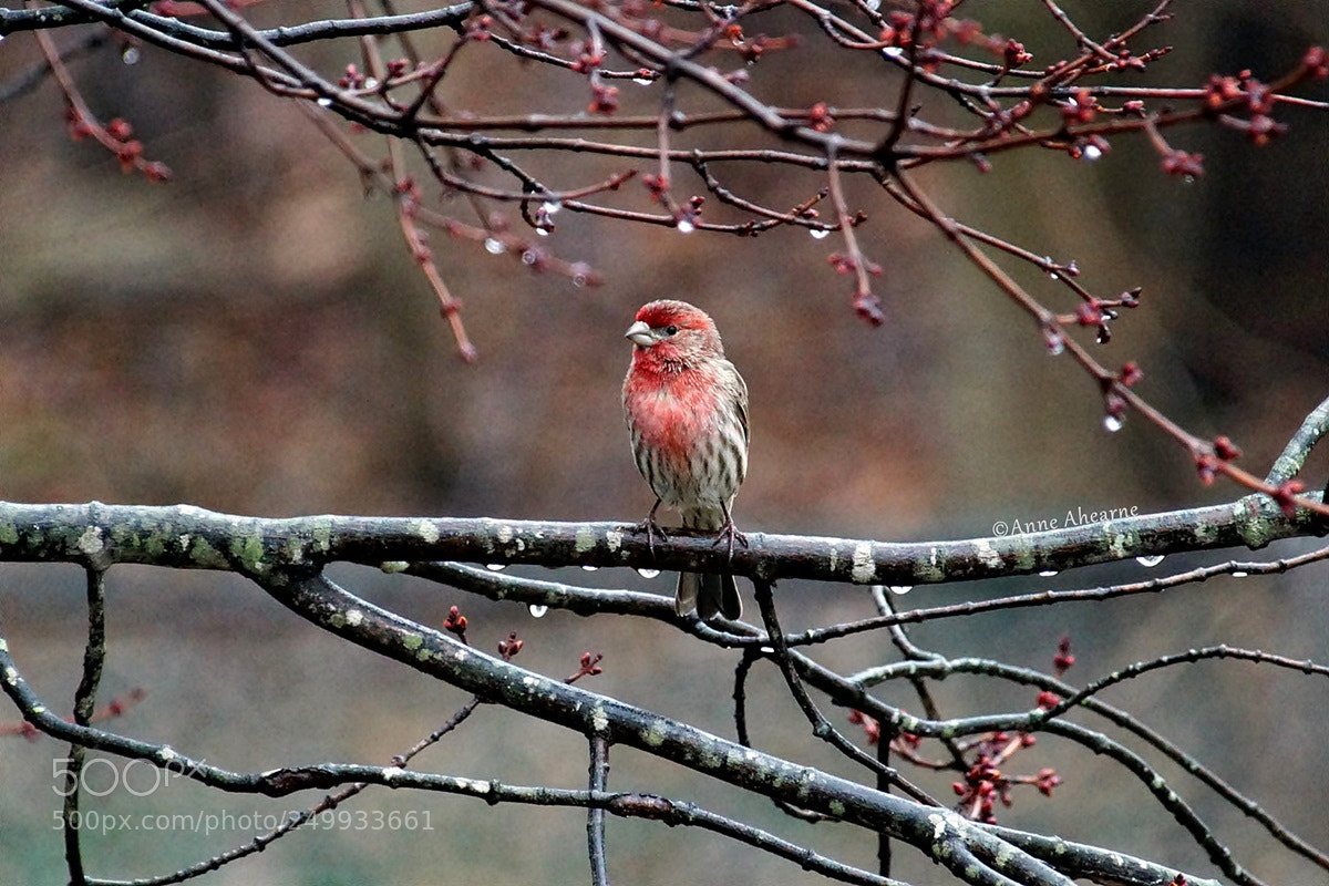 Sony ILCA-77M2 sample photo. House finch on a photography