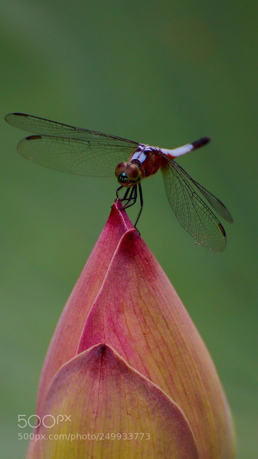 Canon EOS 77D (EOS 9000D / EOS 770D) sample photo. Dragonfly  photography