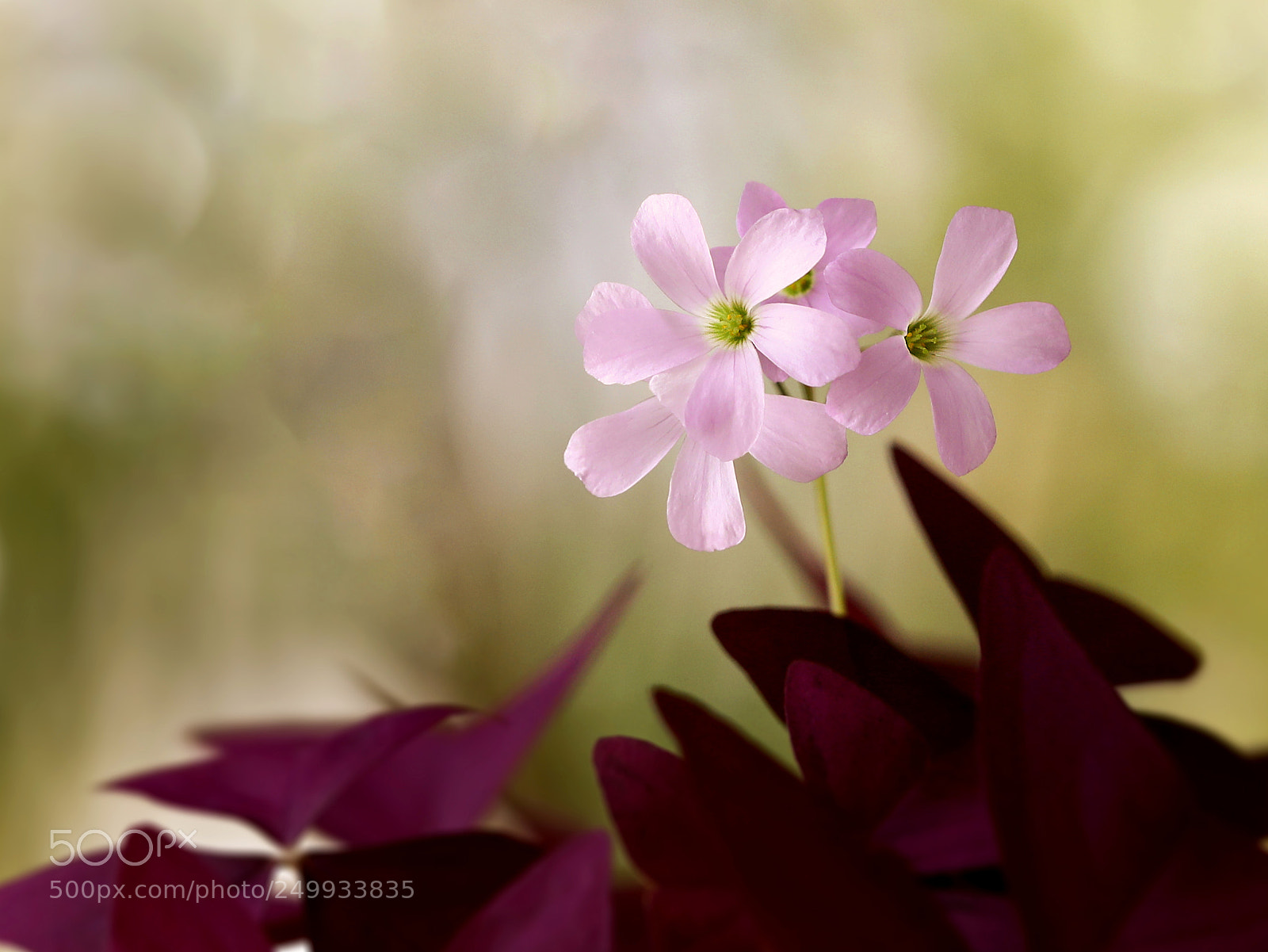 Canon EOS 5D Mark IV sample photo. Oxalis triangularis photography