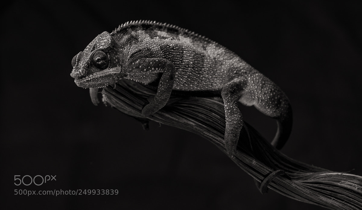 Nikon D500 sample photo. Chameleon in black and photography