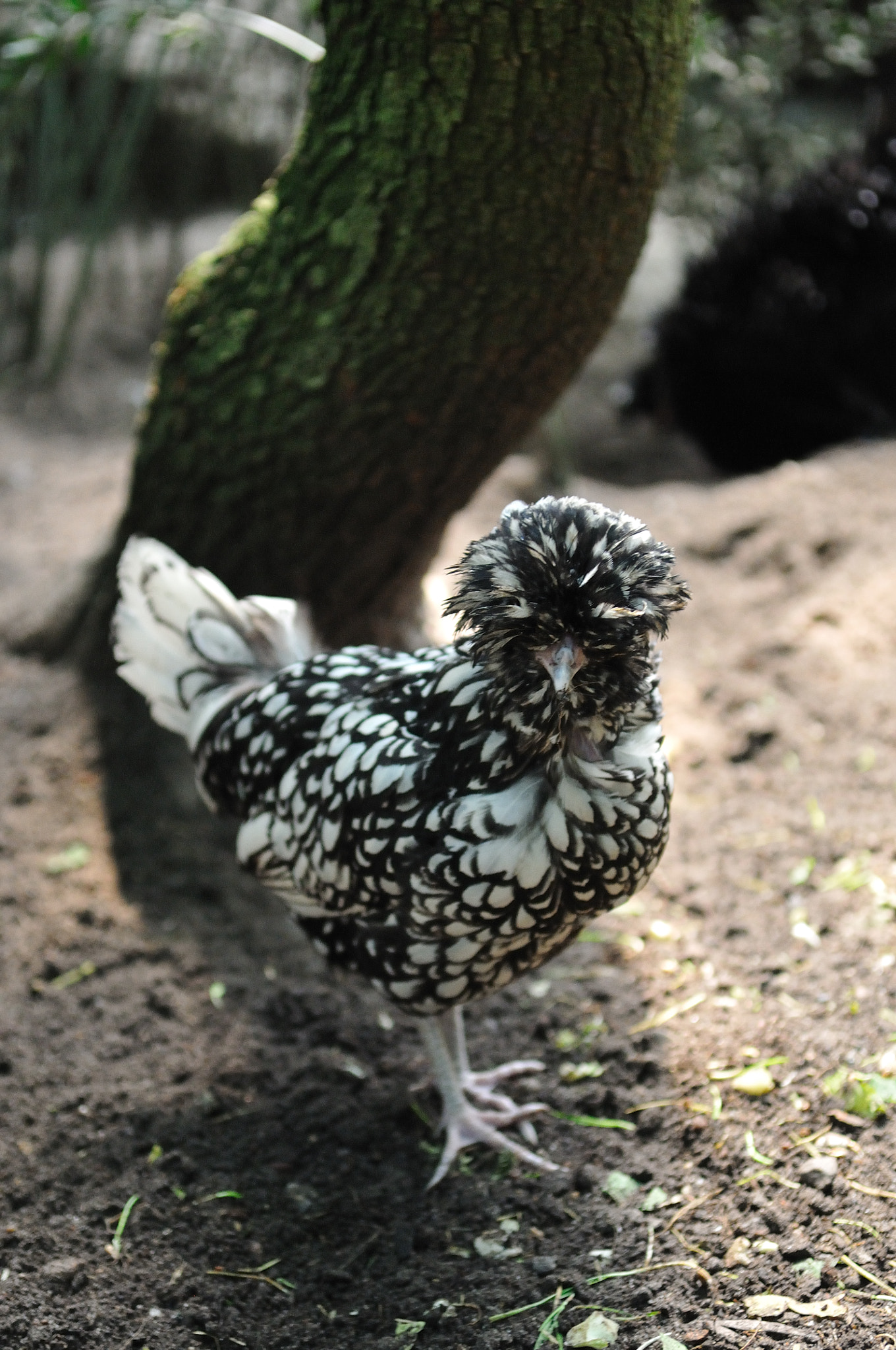 Nikon D300S sample photo. Hen photography