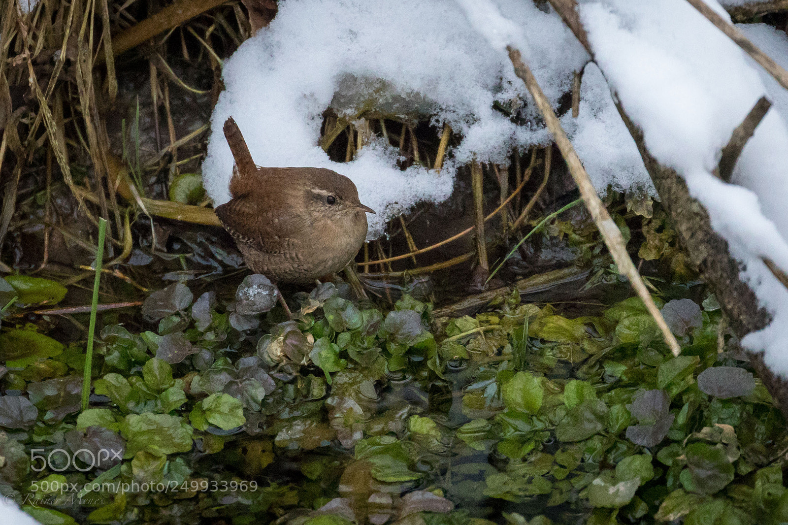 Canon EOS 7D Mark II sample photo. Eurasian wren waiting for photography