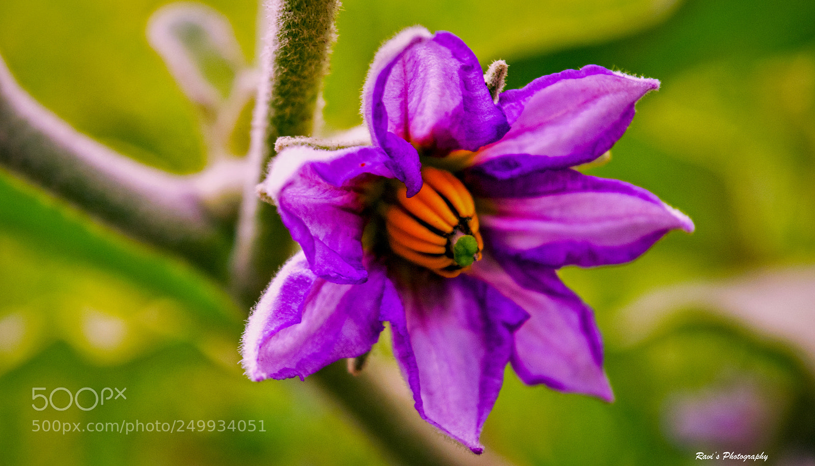Nikon D5300 sample photo. The violet photography